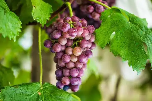 这种水果被誉为天然抗氧化素,夏天多吃,有利于美容防皱! .