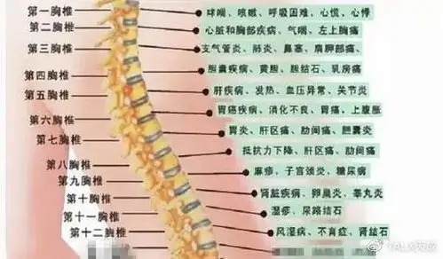 脊柱不正则百病生,正骨必修九 —— 胸椎特性,病源与疼痛主要因素
