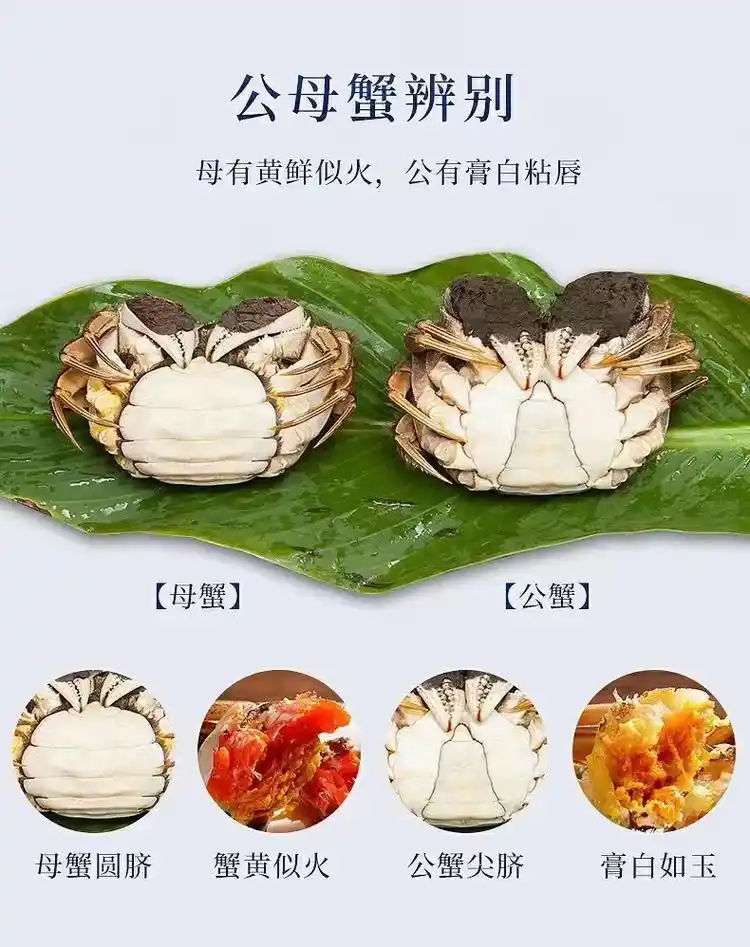 教你如何区分大闸蟹公母.您喜欢吃母蟹还是公蟹呢? 不用纠结: - 抖音