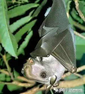 长着马脸的蝙蝠你见过吗