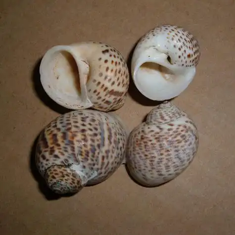 返回词条        loading.