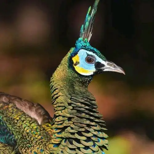 雌性蓝孔雀和雌性绿孔雀的区别(?