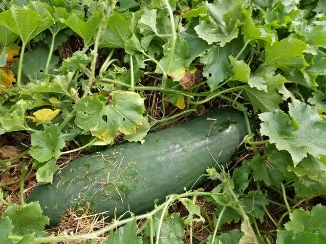 冬瓜种植技术方法与管理技巧