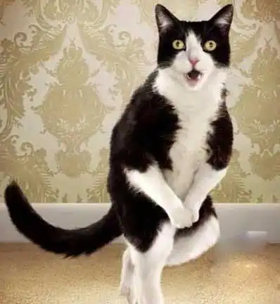 搞笑的猫咪图片 超级萌宠来袭