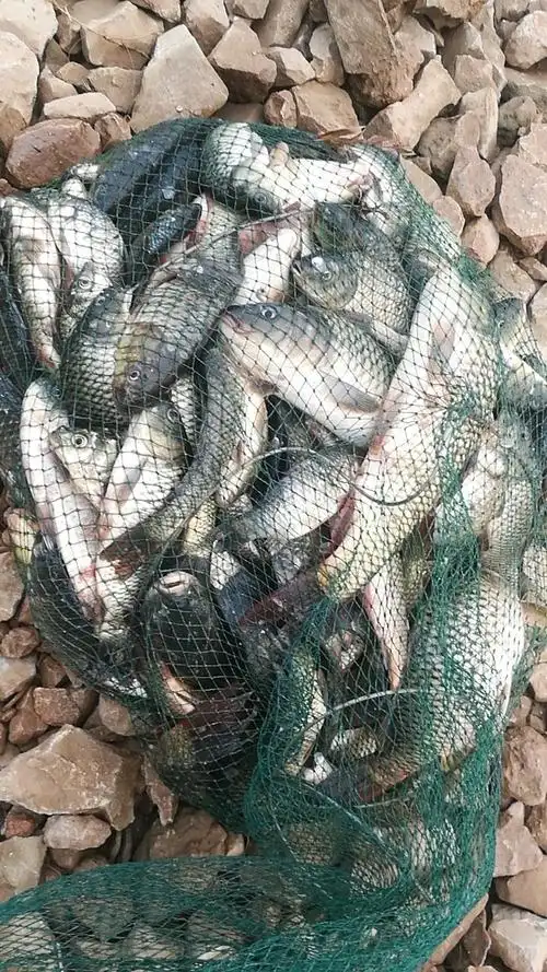 爆库了,拿不动,100斤左右