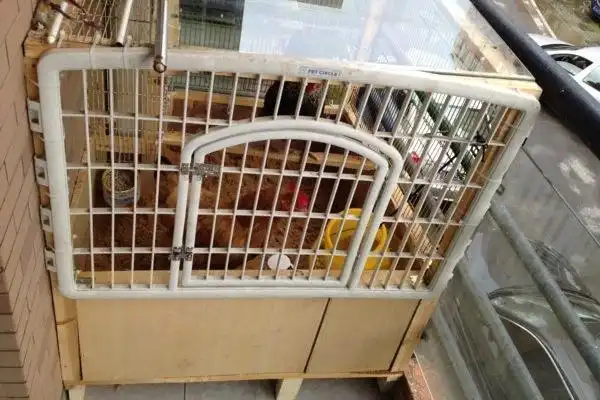 阳台也可以用发酵床养鸡?快来看看!
