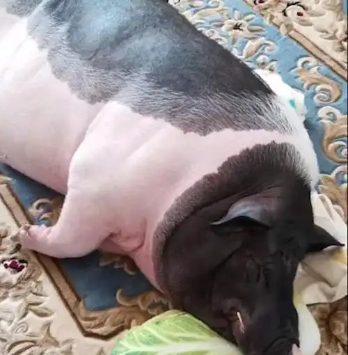 什么宠物猪从3斤暴增到400斤为何宠物猪的体重刹不住车