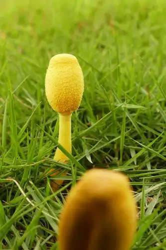 纯黄白鬼伞,有毒.