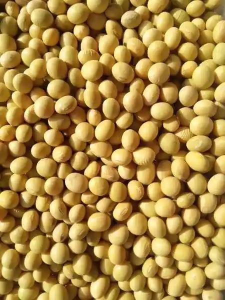 厂家直销 高产 优质 精品大豆种子驻豆11 大豆种子 高产