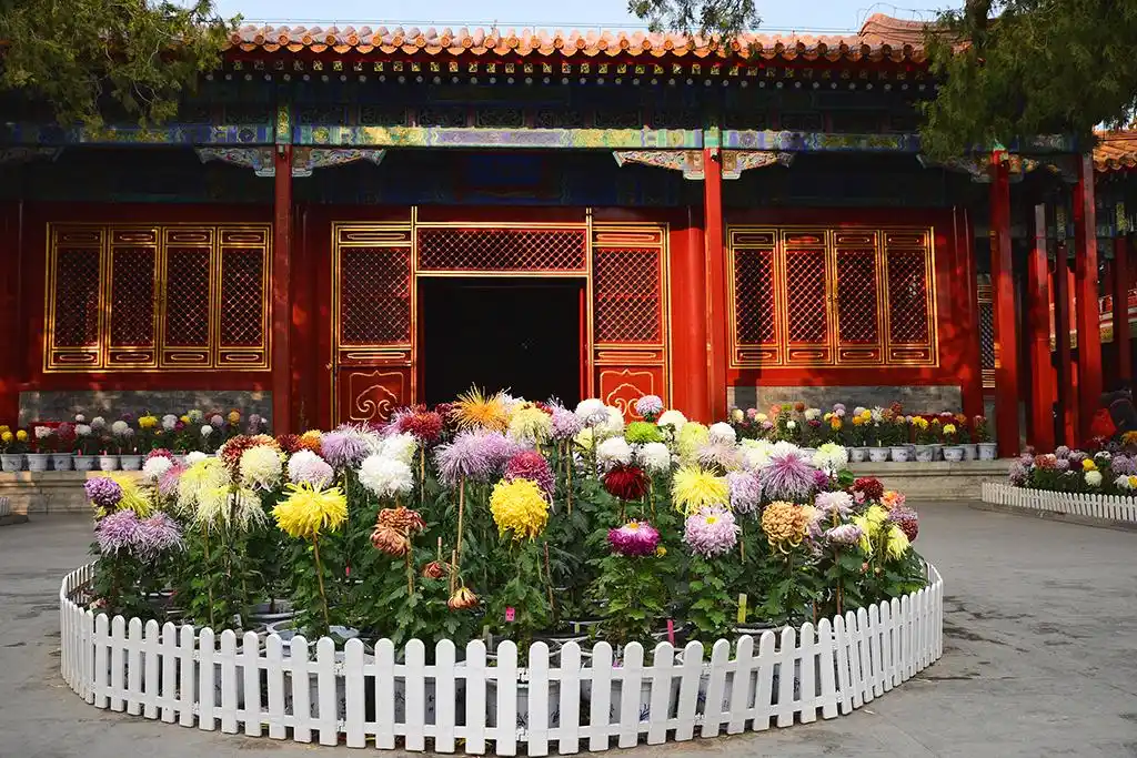 北京:故宫慈宁宫花园多彩菊花吸引眼球【3】