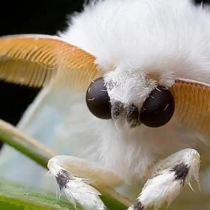 你们觉得蛾子可爱,还是可怕?