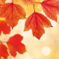 好看的枫叶唯美图片头像