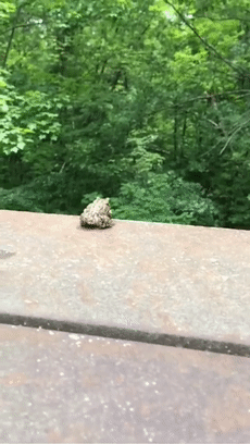 癞蛤蟆追不到天鹅,爬到100米高处殉情,网友:也太痴情了