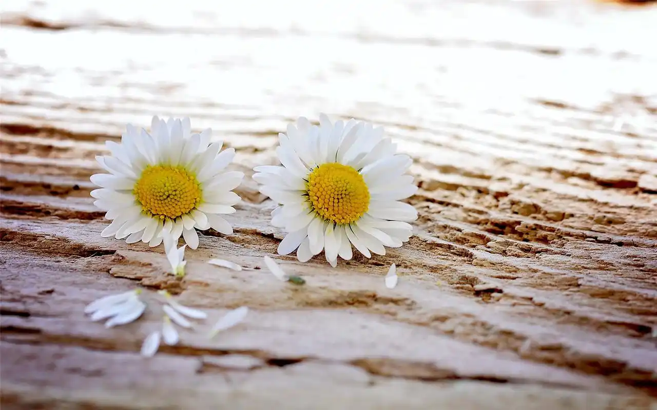 纯净的雏菊唯美高清桌面壁纸