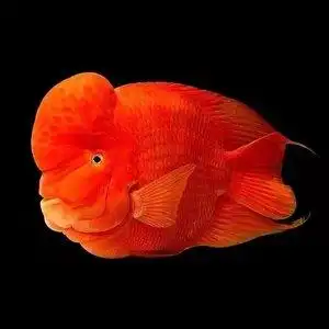 鱼红鹦鹉鱼活体淡水招财红元宝血红财神热带观赏鱼发财鱼红血银龙鱼