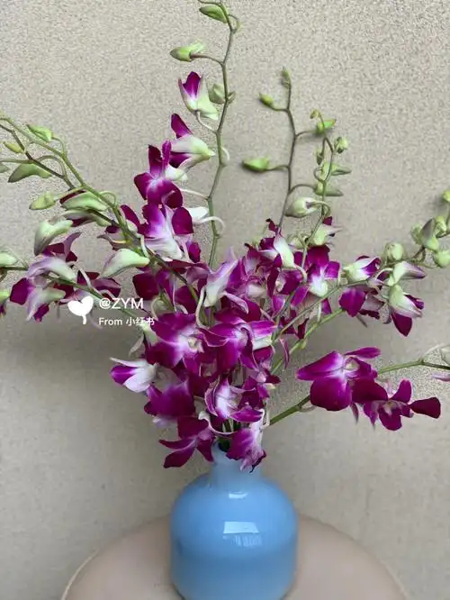 洋兰这种品种算不错便宜又耐养每隔段日子就会回购#鲜花分享