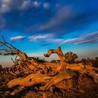 高清最美丽的不朽的胡杨林风景头像图片