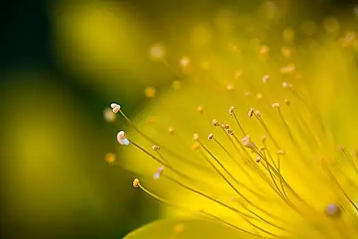 金丝图片_金丝图片大全_金丝图片下载