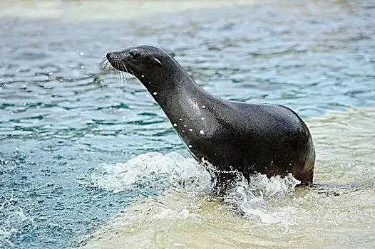 加州海狮图片