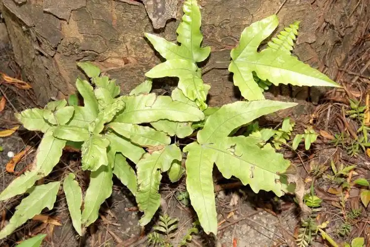 p>三叉蕨(拉丁学名: i>tectaria subtriphylla  /i>(hook. et arn.