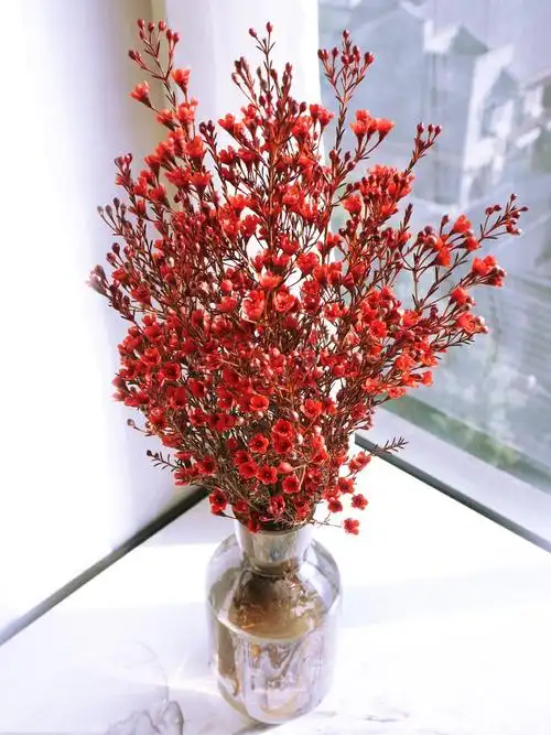 澳洲腊梅鲜花云南直发基地直批家用水养插花空运包邮鲜切花年宵花