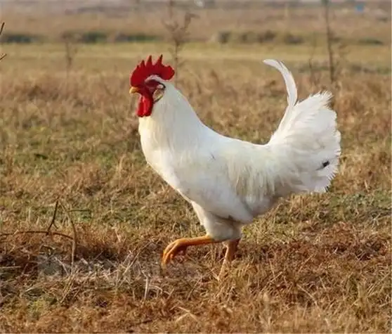 白公鸡风水作用 白色鸡为什么不吉利-神机妙算网