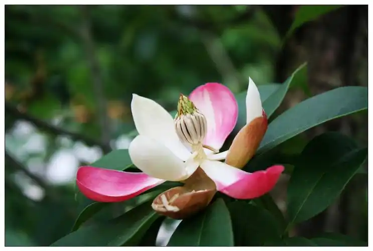 一组木兰科植物