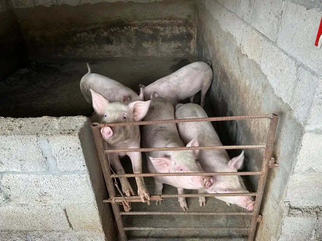 猪舍里的小猪