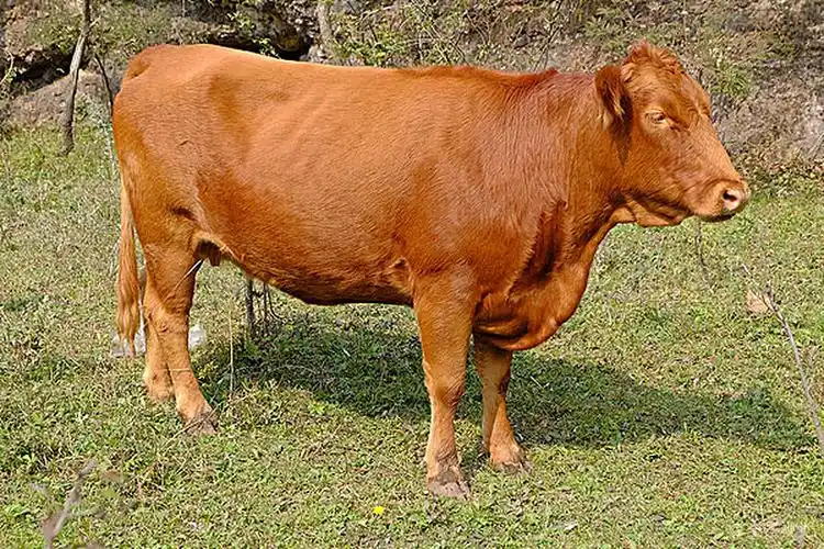 黄牛图片_黄牛高清图片_全景视觉