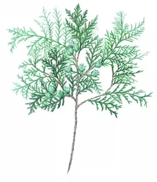 手绘药用植物美图欣赏