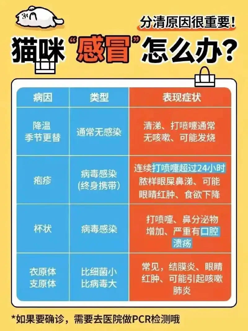 猫咪感冒怎么办?乱吃药会中毒,虽然有些症状都一样,在病因上是 - 抖音