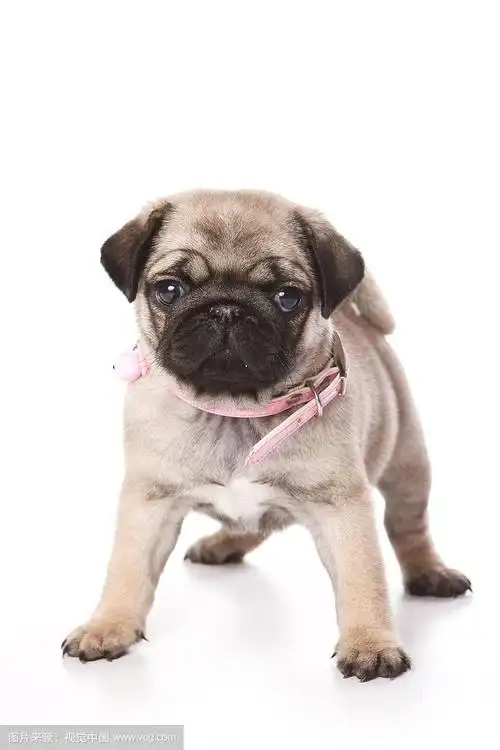 小哈巴狗(白色孤立)