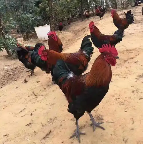 冠牧源禽业(图)-昆明无量山土鸡多少钱-昆明无量山土鸡