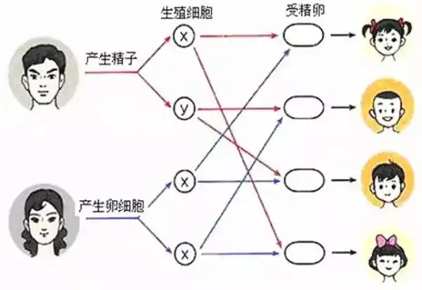 胎儿性别由性染色体决定,xy代表男,xx代表女,人体有23对染色体,22对为