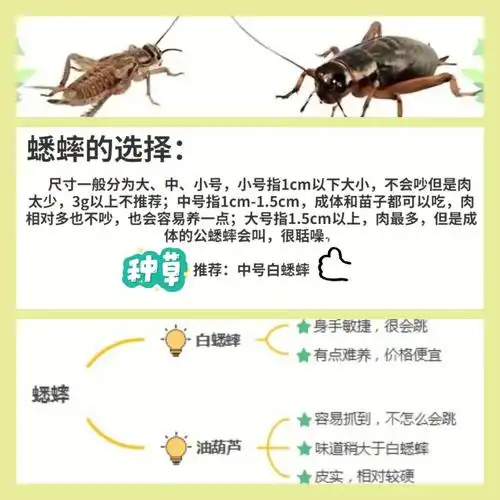 饲养指南:蟋蟀饲养恐惧症的可以看一看哦