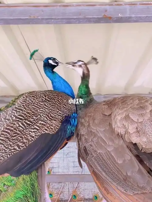 公孔雀每天都臭美开屏母孔雀只知道吃吃