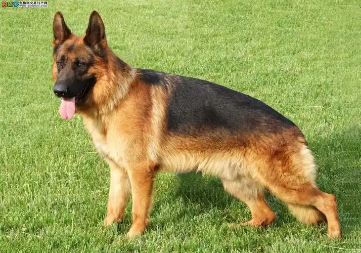 德国牧羊犬