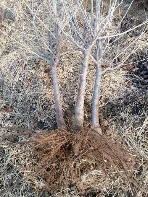 矮化大樱桃树苗 4年树苗 4公分以上 烟台樱桃苗木