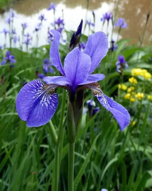 外热内冷,看似容易追到手,实则门槛不低的星座