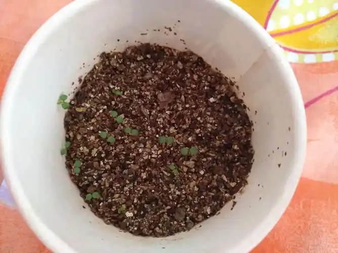 我种的草莓苗发芽了!