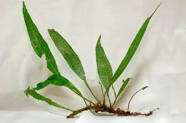 ching)是水龙骨科星蕨属植物,茎短而粗壮,叶呈淡绿色,孢子囊群为橙