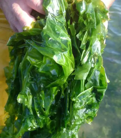 seaweed lettuce