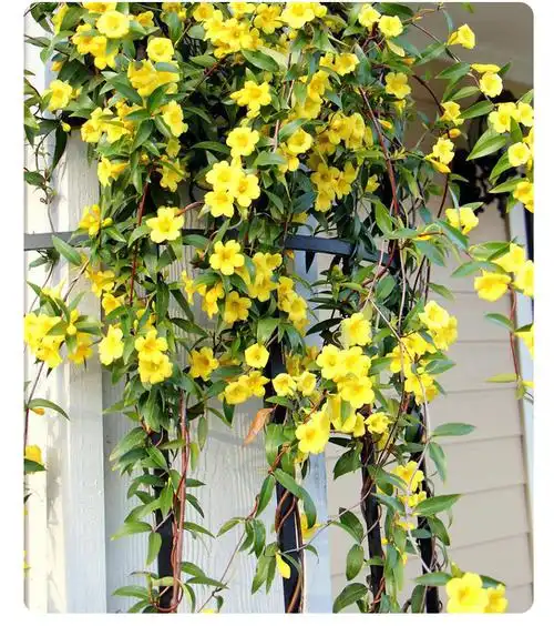 法国香水藤盆栽冬季花卉爬藤植物阳台庭院冻耐寒室外易活四季开花