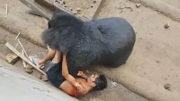 男子逗弄黑熊 被熊扯落撕咬15分钟