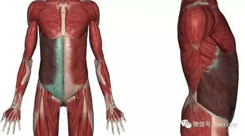 2,腹内斜肌:除腰下三角处以外,均被腹外斜肌遮盖,肌腹呈扁形,较腹外斜