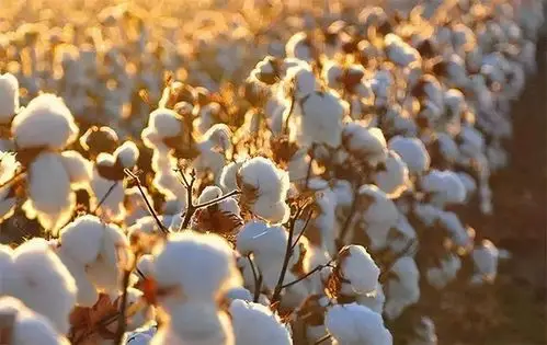 新疆为什么能产最优质的棉花