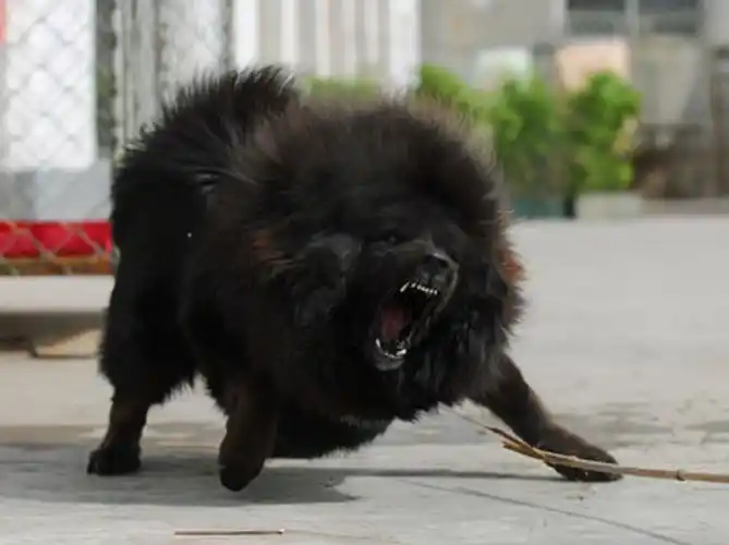 藏獒价格多少钱一只(曾经身价上万的藏獒) - 价格百科