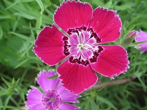 多姿多彩的石竹花