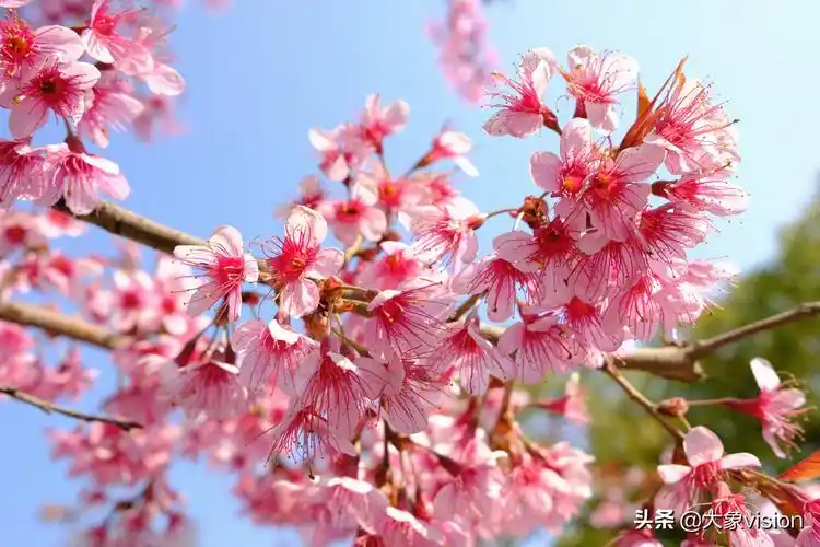 为城市增添一抹浪漫粉色昆明街头冬樱花盛开惹人醉