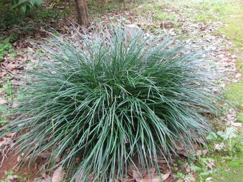 沿阶草 广西原生 绿植花卉盆栽 室内喜阴庭院水陆生态雨林缸造景